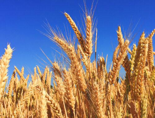 Harvest Time! – Pentecost Homily